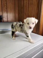 Boo, a female Australian Shepherd for sale in Skiatook, OK – Photo 4 of 4