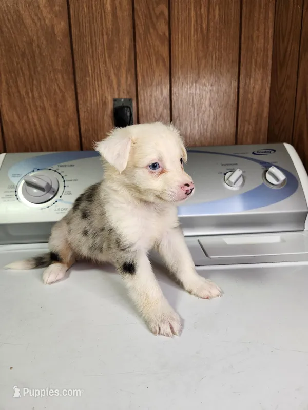 Boo – Australian Shepherd puppy for sale in Skiatook, OK
