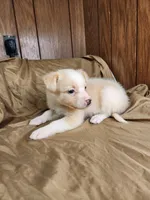  Blondy, a female Australian Shepherd for sale in Skiatook, OK – 9 of 9