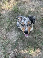 Willow, a female Australian Shepherd for sale in Skiatook, OK – 3 of 7