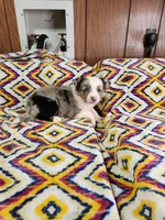 Lilu, a female Australian Shepherd for sale in Skiatook, OK – 8 of 8