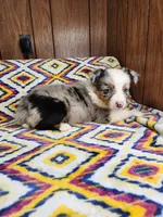 Lilu, a female Australian Shepherd for sale in Skiatook, OK – 2 of 8