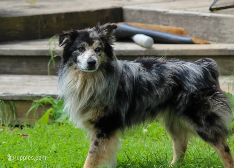 Blue female 1 – Australian Shepherd puppy for sale in Skiatook, OK