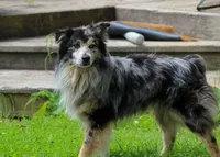 Blue female 1, a female Australian Shepherd for sale in Skiatook, OK – 1 of 2