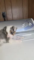 Cowboy, a male Australian Shepherd for sale in Skiatook, OK – 3 of 4