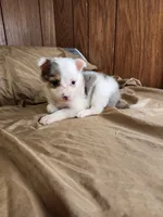 Bonnie, a female Australian Shepherd for sale in Skiatook, OK – 6 of 6