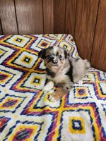 Mini, a female Australian Shepherd for sale in Skiatook, OK – 4 of 7