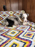 Lilu, a female Australian Shepherd for sale in Skiatook, OK – 1 of 8