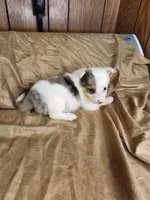 Bonnie, a female Australian Shepherd for sale in Skiatook, OK – 3 of 6