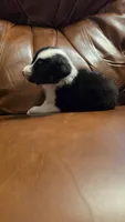 Sam, a male Australian Shepherd for sale in Skiatook, OK – 8 of 9