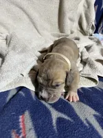 Wendy, a female Great Dane for sale in Port Huron, MI – 5 of 8