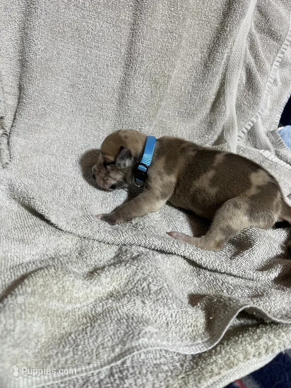 Brunno – Great Dane puppy for sale in Port Huron, MI