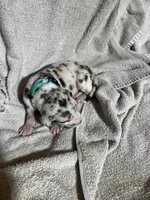 Lilo, a female Great Dane for sale in Port Huron, MI – 2 of 2