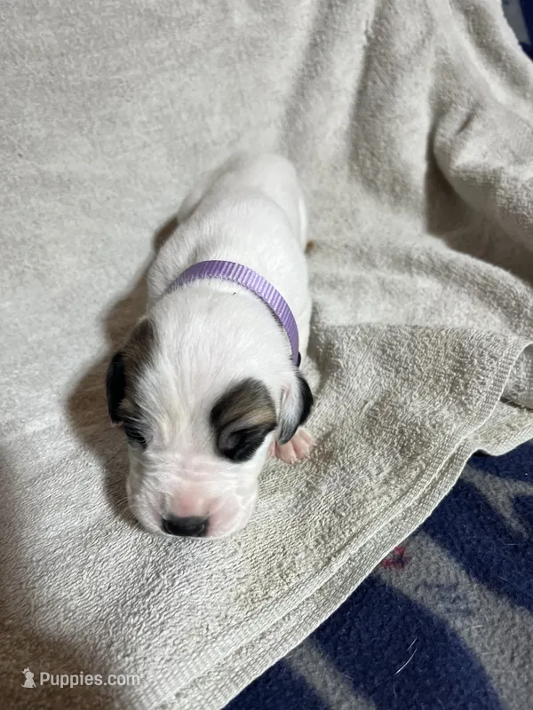 Anna – Great Dane puppy for sale in Port Huron, MI