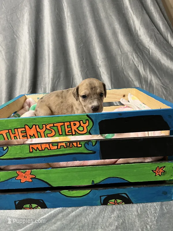 Wendy – Great Dane puppy for sale in Port Huron, MI