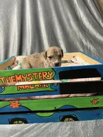 Wendy, a female Great Dane for sale in Port Huron, MI – 4 of 8