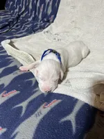 Olaf, a male Great Dane for sale in Port Huron, MI – 2 of 2