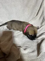 Meg, a female Great Dane for sale in Port Huron, MI – 6 of 8