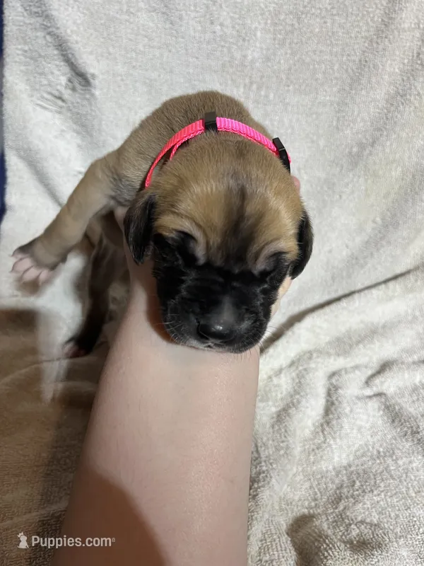Meg – Great Dane puppy for sale in Port Huron, MI