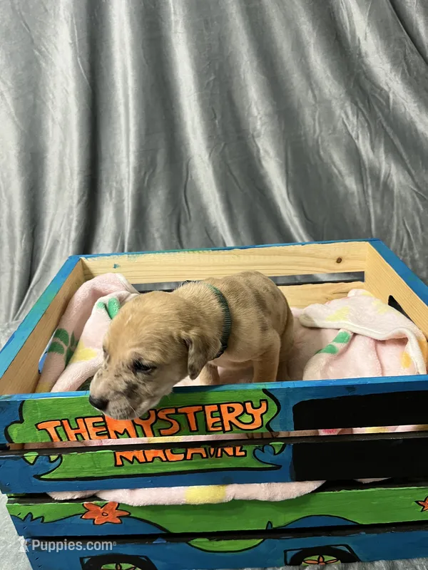 Scrappy – Great Dane puppy for sale in Port Huron, MI