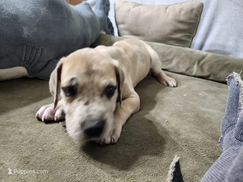 Brunno – Great Dane puppy for sale in Port Huron, MI
