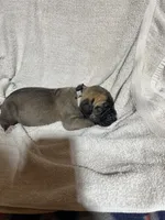 Beast, a male Great Dane for sale in Port Huron, MI – 2 of 2
