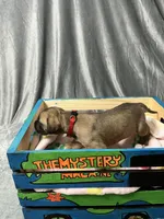 Belle, a female Great Dane for sale in Port Huron, MI – 4 of 8
