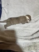 Wendy, a female Great Dane for sale in Port Huron, MI – 3 of 3