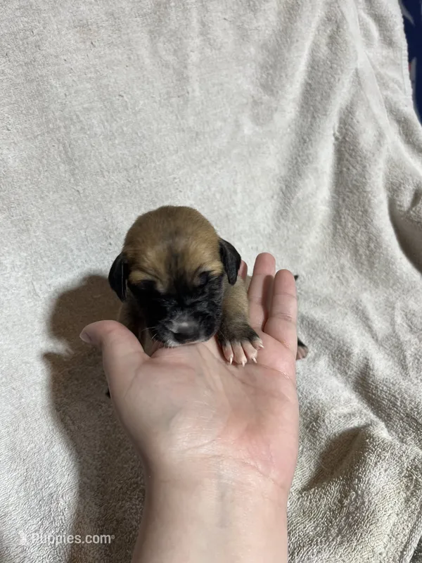 Wendy – Great Dane puppy for sale in Port Huron, MI