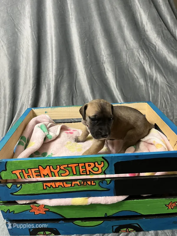 Belle – Great Dane puppy for sale in Port Huron, MI