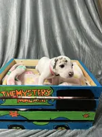 Freckles, a female Great Dane for sale in Port Huron, MI – 4 of 8