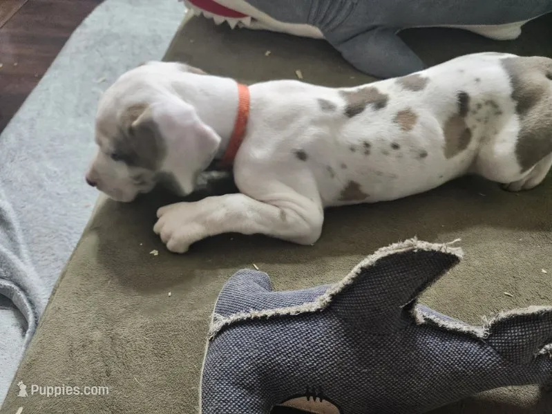 Merida – Great Dane puppy for sale in Port Huron, MI