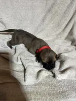 Belle, a female Great Dane for sale in Port Huron, MI – 6 of 8