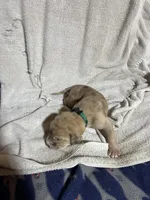 Scrappy, a male Great Dane for sale in Port Huron, MI – 2 of 2