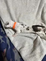 Merida, a female Great Dane for sale in Port Huron, MI – 2 of 2