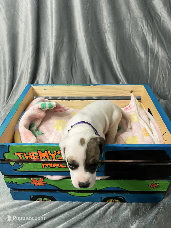 Drizz – Great Dane puppy for sale in Port Huron, MI