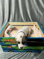 Drizella, a female Great Dane for sale in Port Huron, MI – 3 of 6