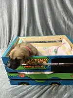 Meg, a female Great Dane for sale in Port Huron, MI – 4 of 8
