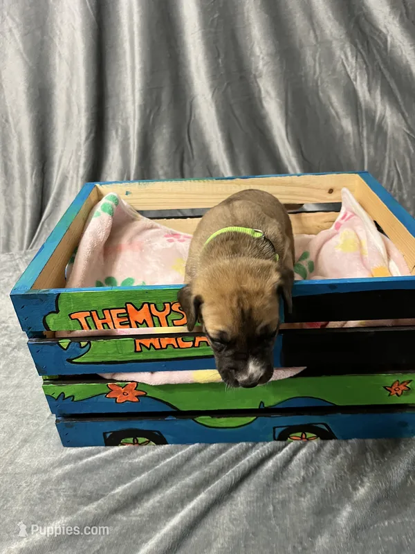 Hades – Great Dane puppy for sale in Port Huron, MI