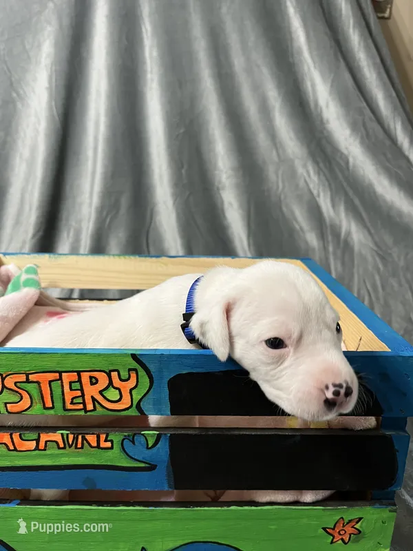 Olaf – Great Dane puppy for sale in Port Huron, MI