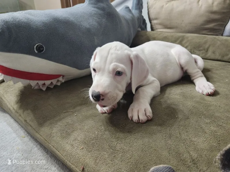 Olaf – Great Dane puppy for sale in Port Huron, MI