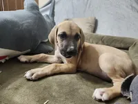 Meg, a female Great Dane for sale in Port Huron, MI – 2 of 8