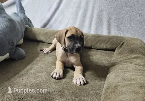 Flower – Great Dane puppy for sale in Port Huron, MI