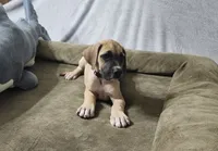 Flower, a female Great Dane for sale in Port Huron, MI – 1 of 8