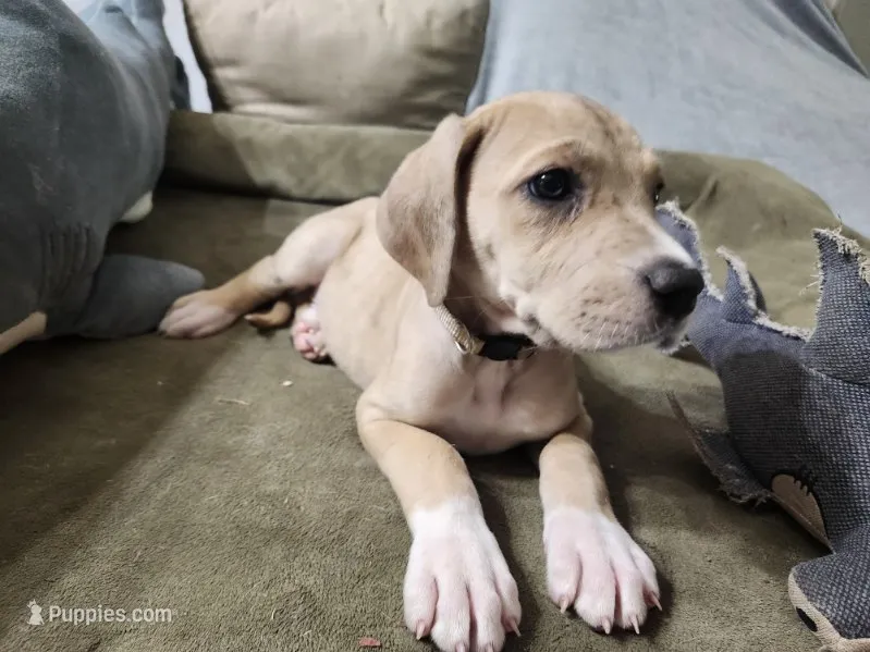 Wendy – Great Dane puppy for sale in Port Huron, MI