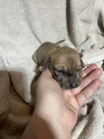 Tink, a female Great Dane for sale in Port Huron, MI – 5 of 8