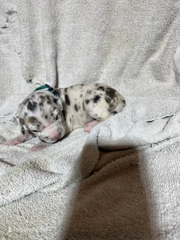 Lilo – Great Dane puppy on hold in Port Huron, MI