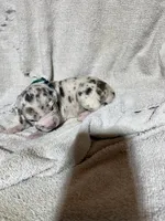 Lilo, a female Great Dane for sale in Port Huron, MI – 1 of 2
