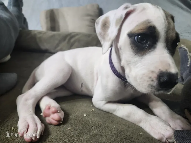 Drizella – Great Dane puppy on hold in Port Huron, MI