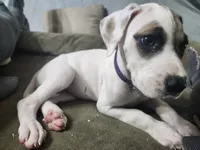 Drizella, a female Great Dane for sale in Port Huron, MI – 1 of 6